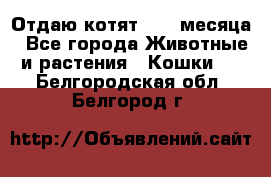 Отдаю котят. 1,5 месяца - Все города Животные и растения » Кошки   . Белгородская обл.,Белгород г.